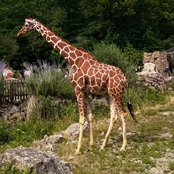 Зоопарк Мюнхена, ч.4