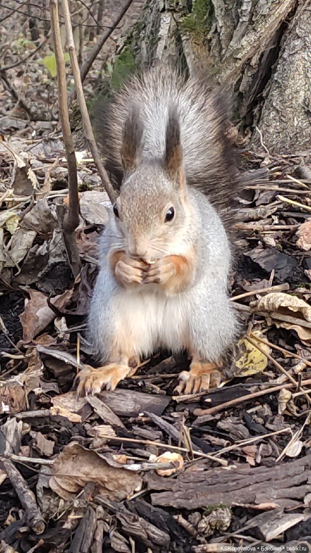 Про Симочкину прогулку и про добрую куклу Little You / Милая крошка