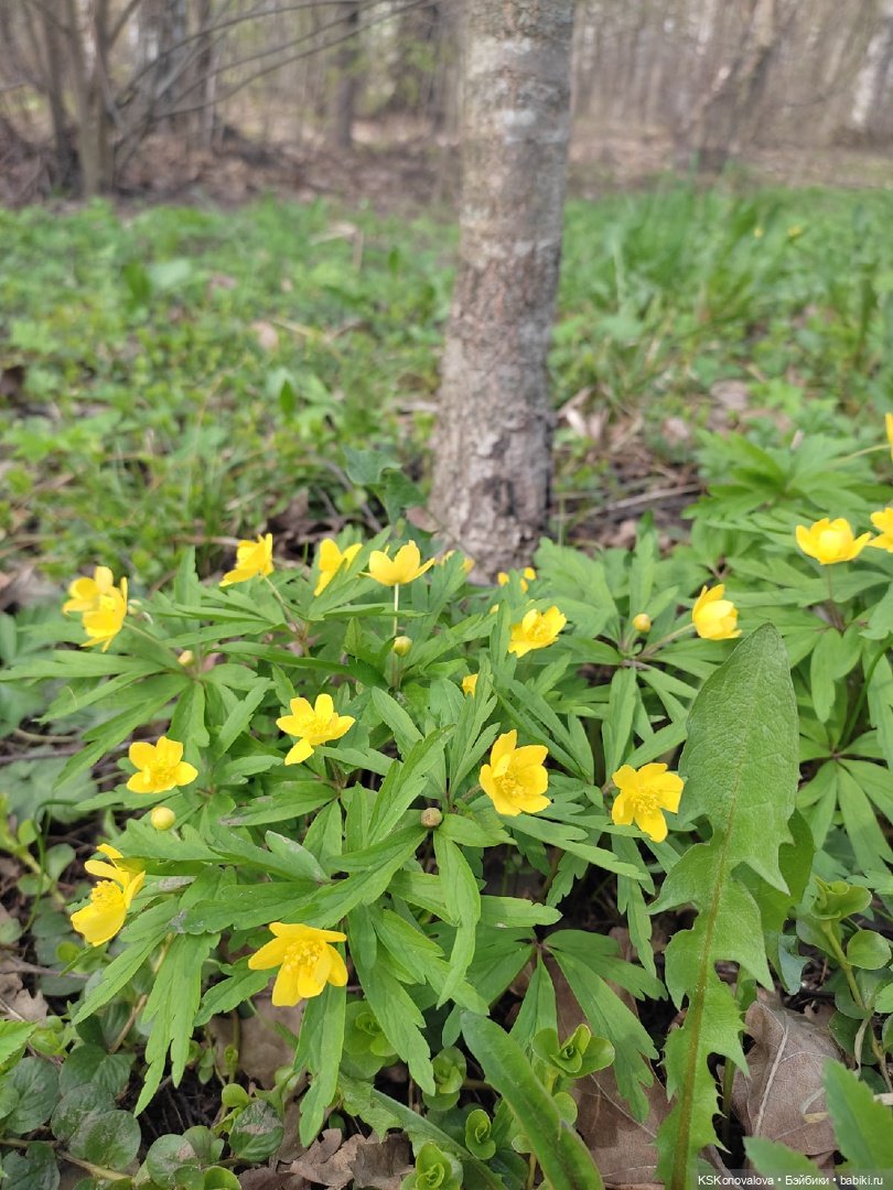 Про малышку Соню антистрессик и лесопарк Кусково