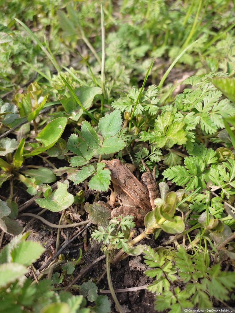 Про малышку Соню антистрессик и лесопарк Кусково