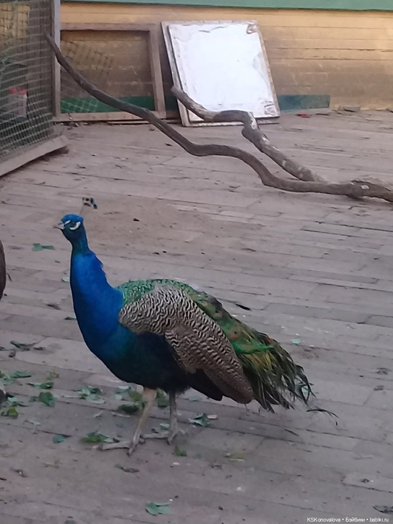 Сезон фотоохоты. Продолжение или закрытие осеннего сезона. "Кусково"