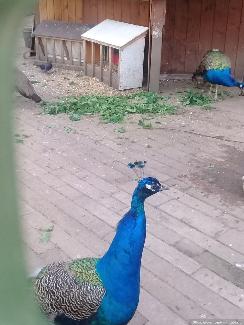 Сезон фотоохоты. Продолжение или закрытие осеннего сезона. "Кусково"