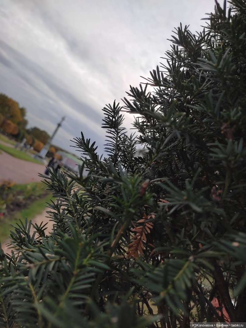 Сезон фотоохоты. Продолжение или закрытие осеннего сезона. "Кусково"