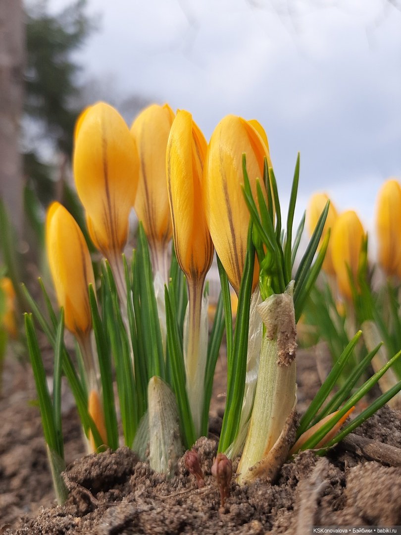 Сезон весенней фотосессии открыт! Лила - вторая ласточка
