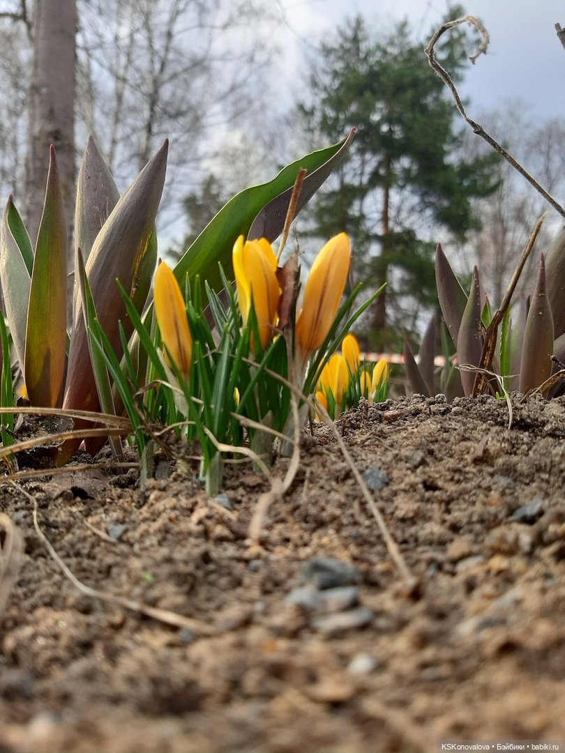 Сезон весенней фотосессии открыт! Лила - вторая ласточка