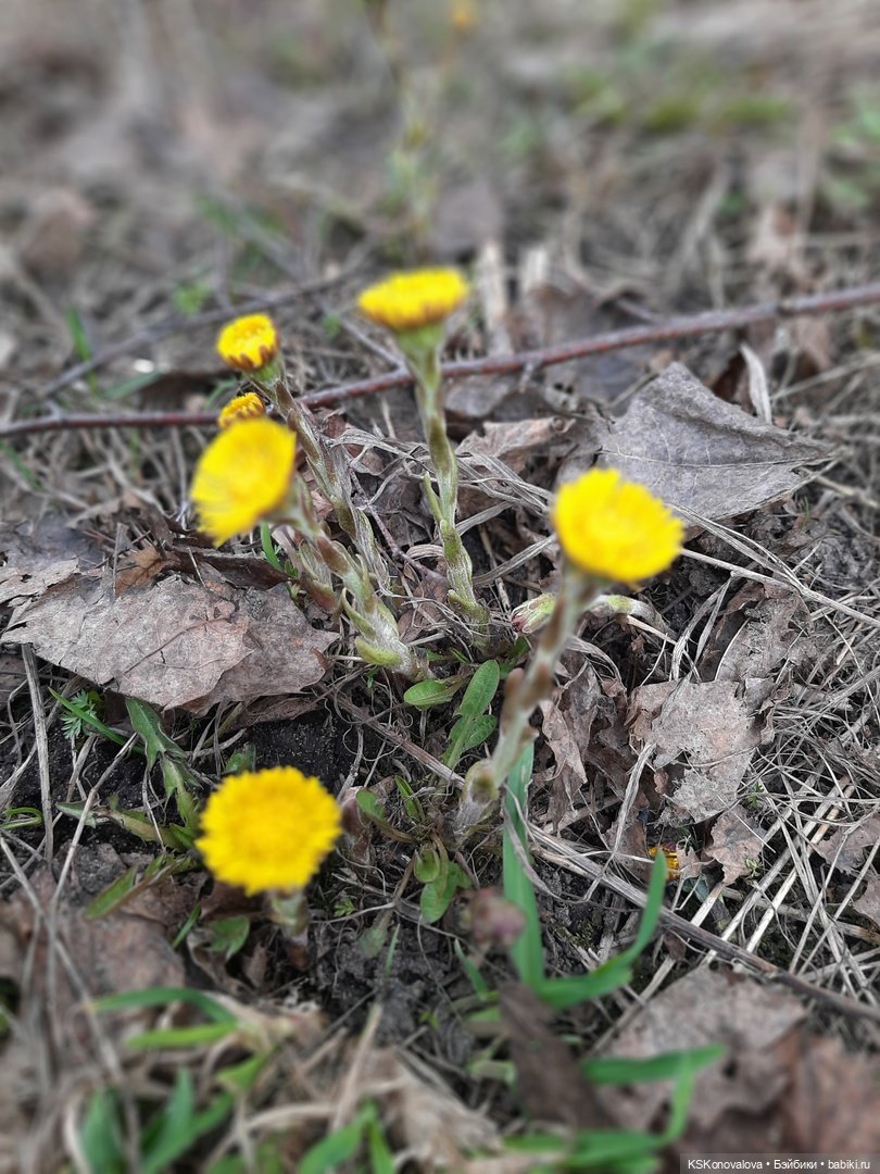 Сезон весенней фотосессии открыт! Лила - вторая ласточка (фото 3)