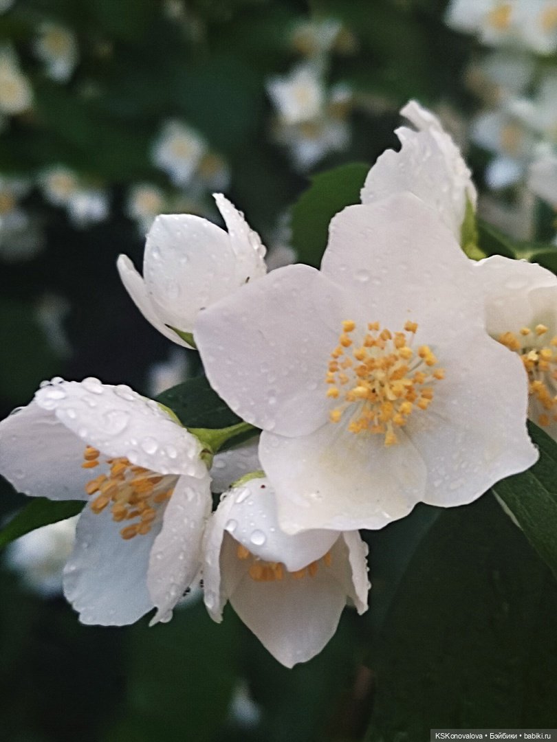День рождения "Весны" и полувыходной