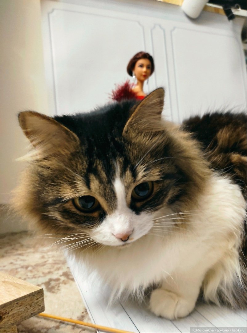 Ей было предначертано стать донором, но (фото 8)