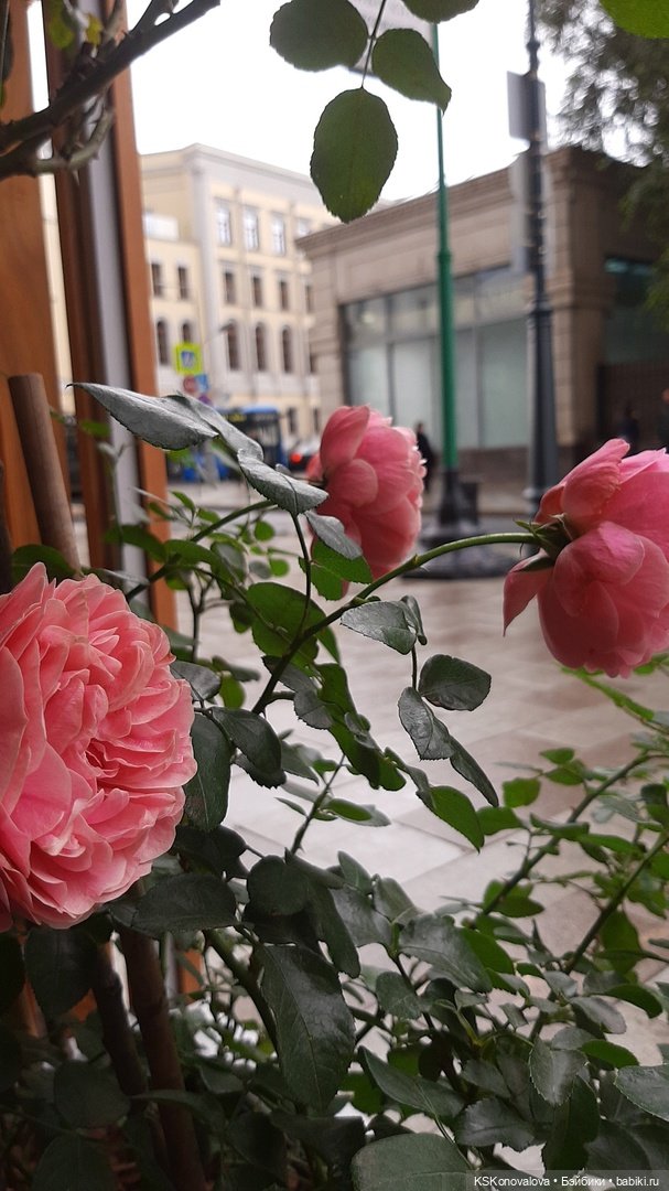 Как куклы выходят в свет, а я выхожу из кукольной хандры