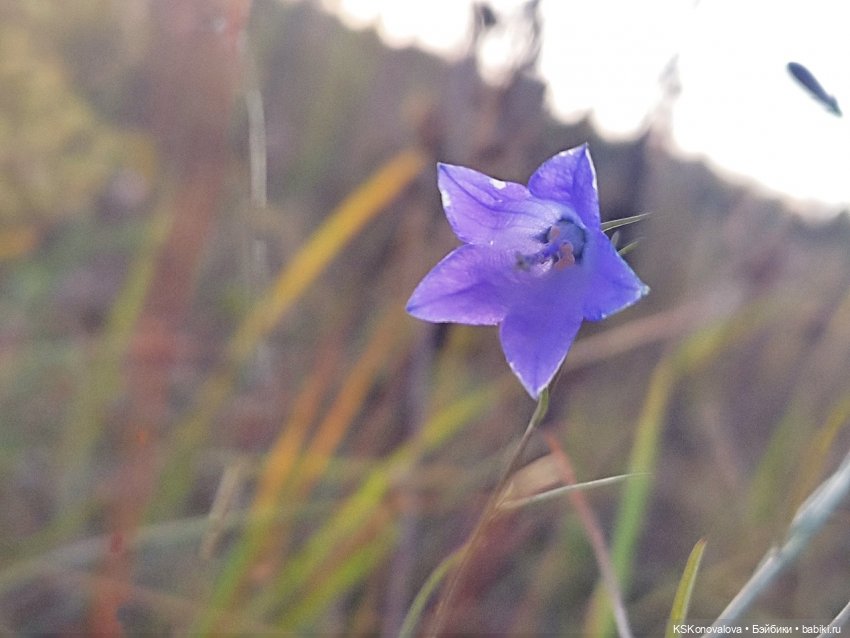 Свершилось - Первая в её жизни прогулка
