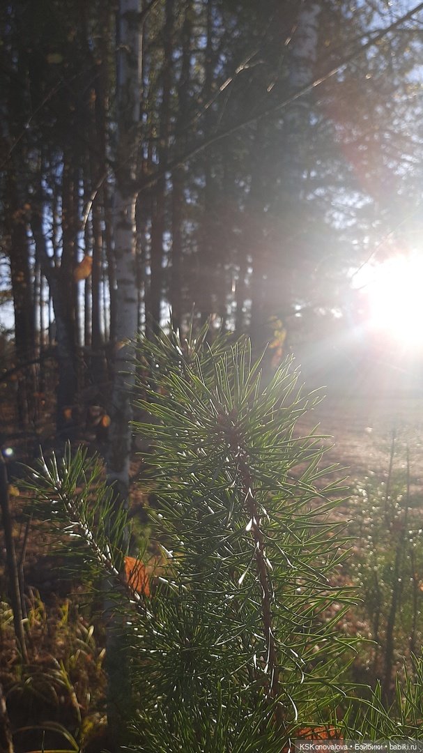 Свершилось - Первая в её жизни прогулка