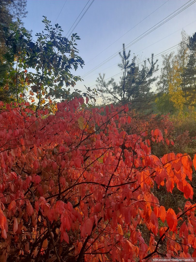 Свершилось - Первая в её жизни прогулка