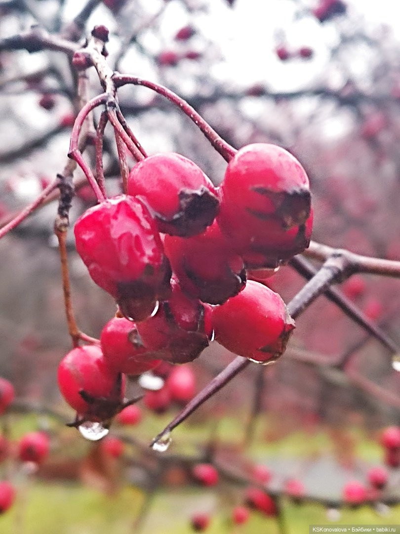 День 7 ноября или Назад в будущее