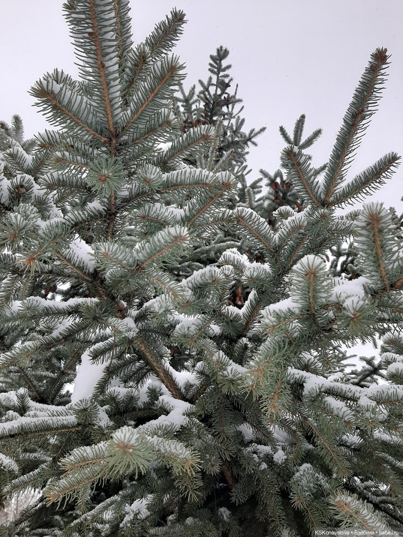 Новогодняя телепрограмма - мультфильм "Новогодняя сказка"