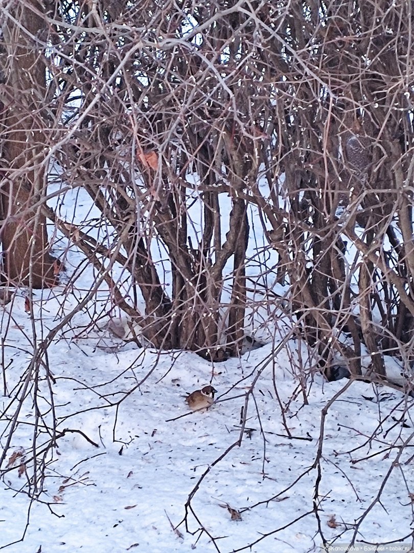 Новогодняя телепрограмма - мультфильм "Новогодняя сказка" (фото 3)