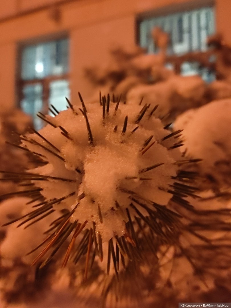 Где Катюша и Катенька Старый Новый год искали (фото 9)