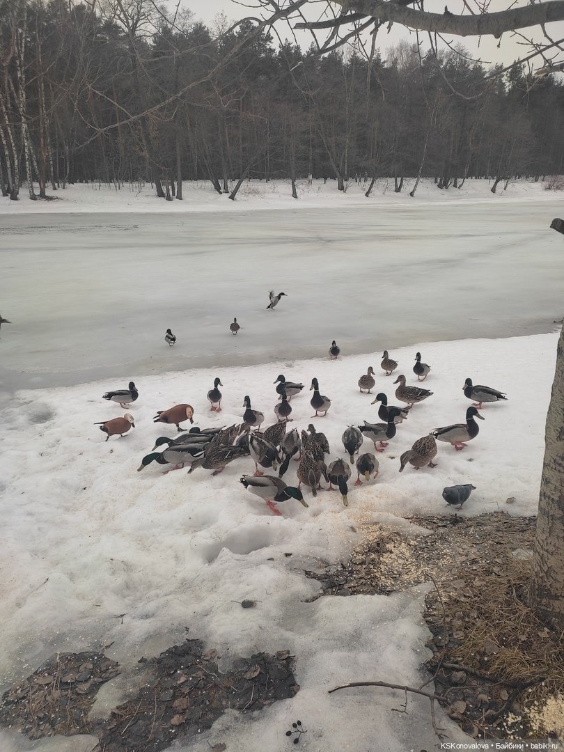 Деду Морозу Весна куклу подарила (фото 10)