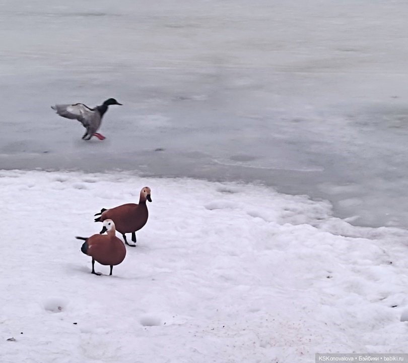 Деду Морозу Весна куклу подарила (фото 9)