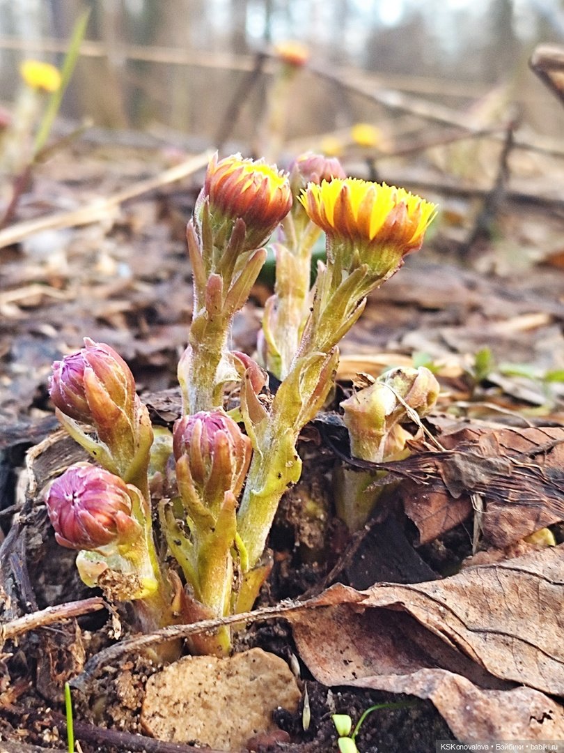 За весной помогают следить именно эти куклы