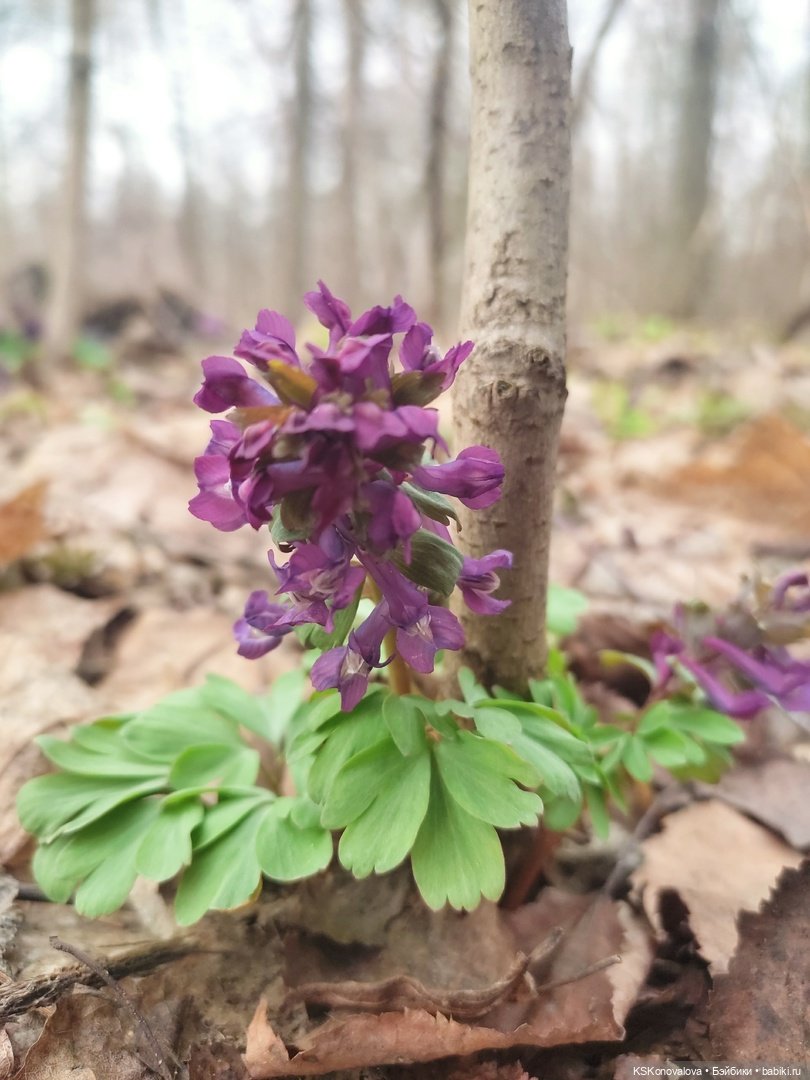 За весной помогают следить именно эти куклы