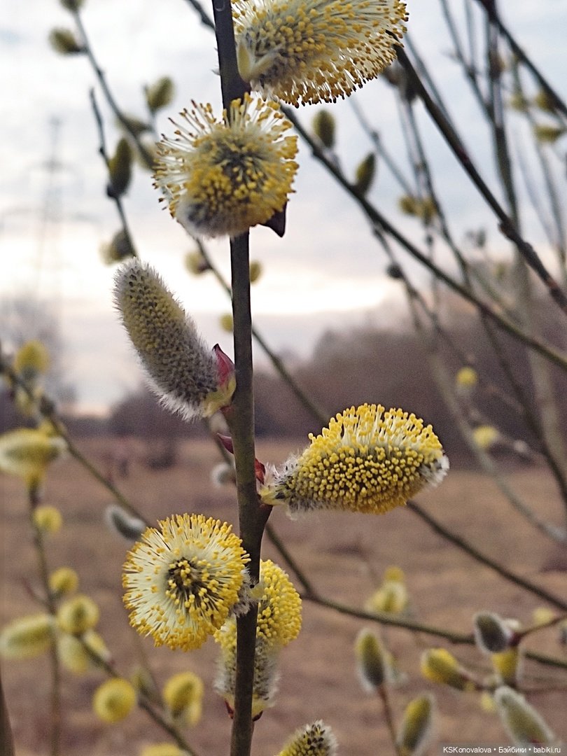 За весной помогают следить именно эти куклы