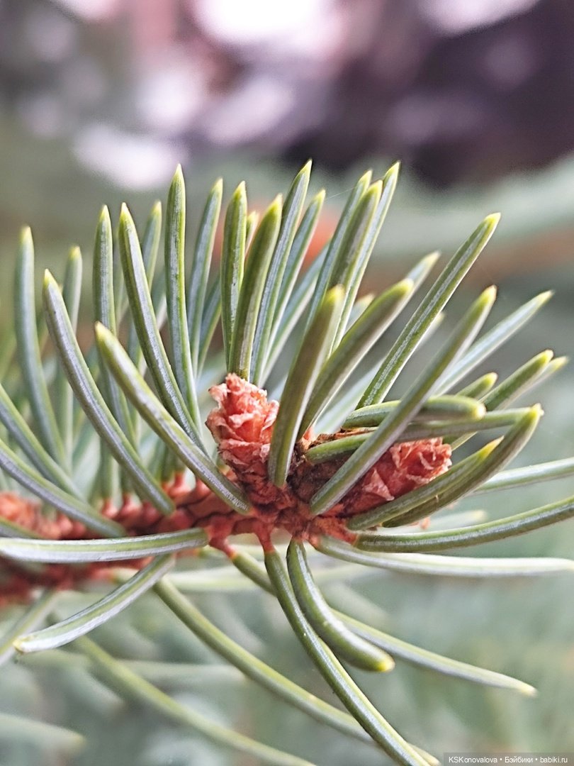 За весной помогают следить именно эти куклы