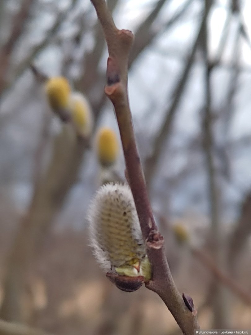 За весной помогают следить именно эти куклы
