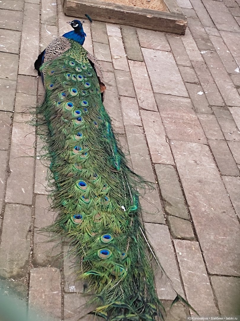 ПЕШКОМ. Богом хранимая Усадьба Кусково