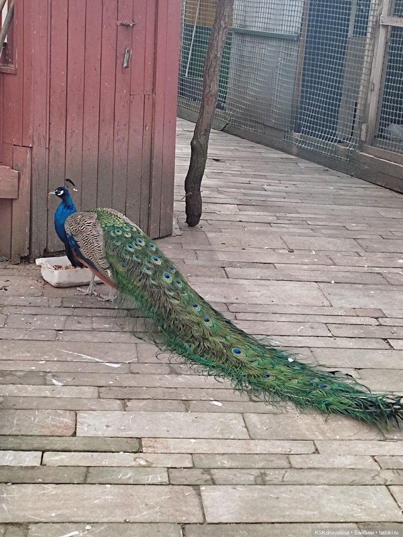 ПЕШКОМ. Богом хранимая Усадьба Кусково