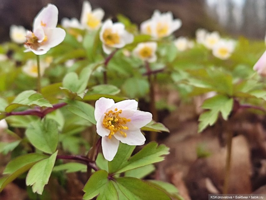 Весна в стиле Shadow High