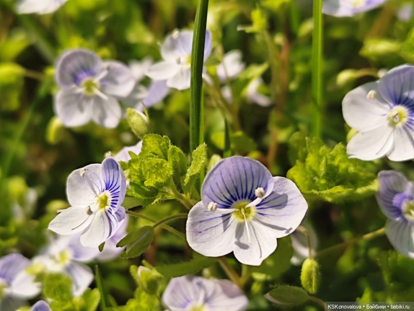 ПЕШКОМ. Усадьба Кусково на службе народу и Отечеству