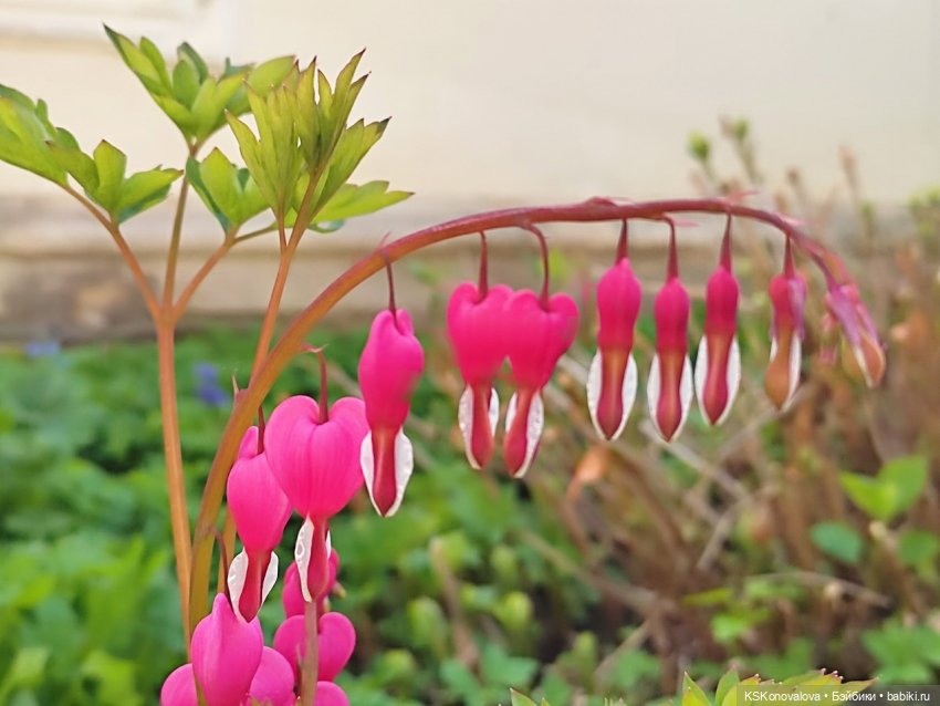 ПЕШКОМ. Усадьба Кусково на службе народу и Отечеству