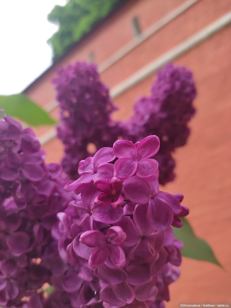 Майская ботаника и Келли — Куклы Mattel (Маттел) разное: Enchantimals (фото 2)