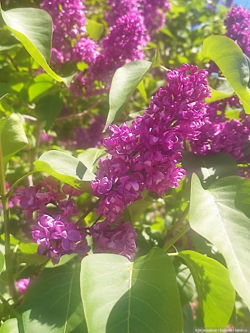 Майская ботаника и Келли — Куклы Mattel (Маттел) разное: Enchantimals (фото 10)