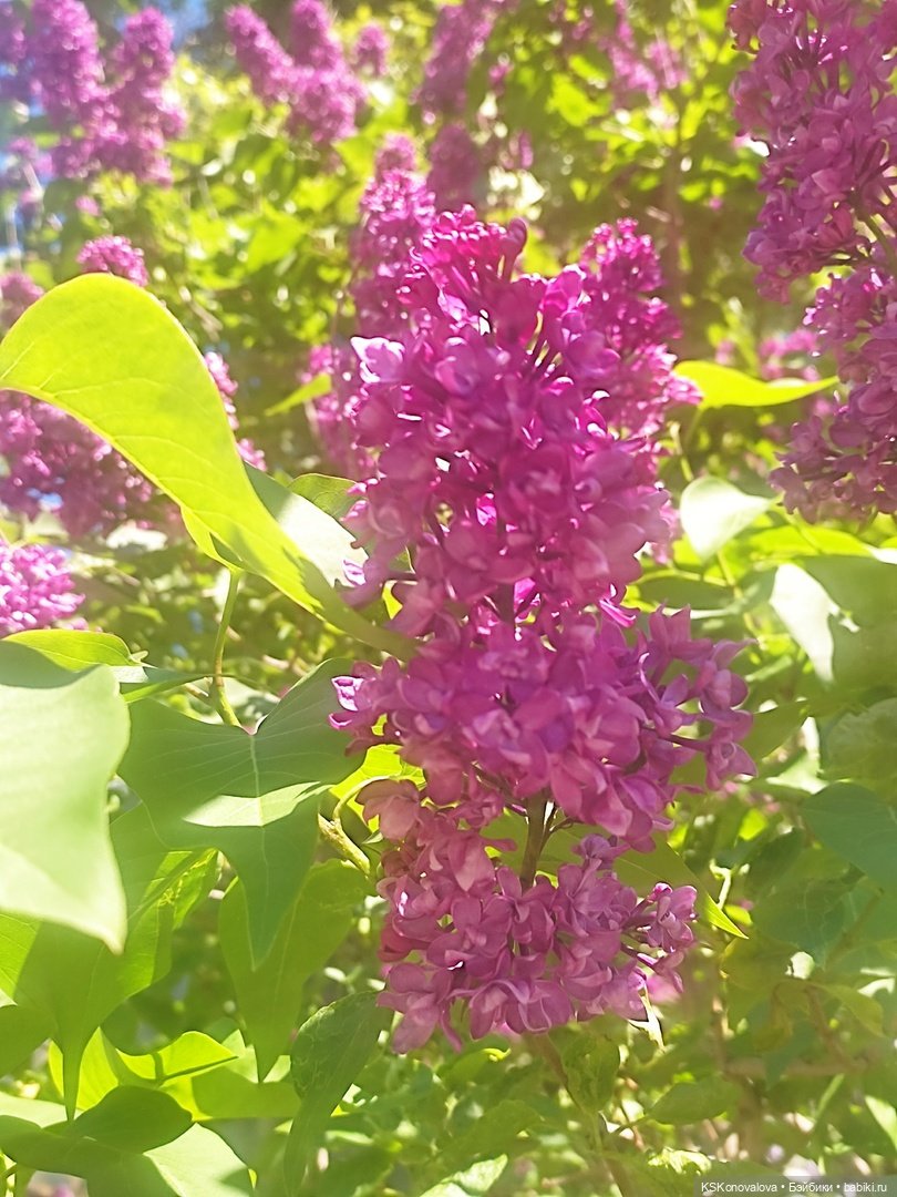 Майская ботаника и Келли — Куклы Mattel (Маттел) разное: Enchantimals (фото 9)