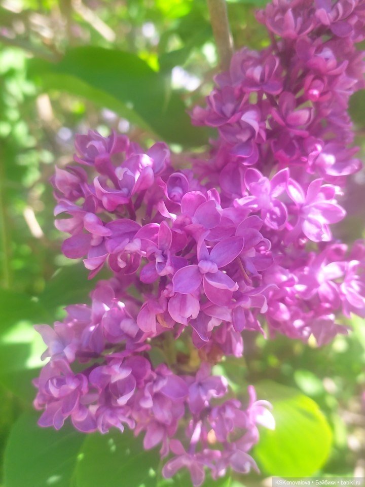 Майская ботаника и Келли — Куклы Mattel (Маттел) разное: Enchantimals (фото 8)