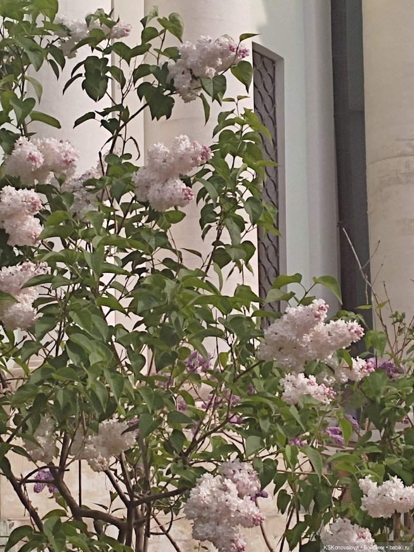 Майская ботаника и Келли — Куклы Mattel (Маттел) разное: Enchantimals