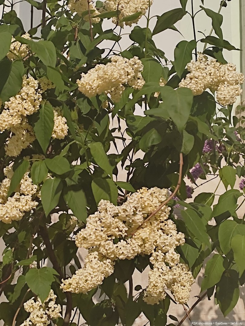 Майская ботаника и Келли — Куклы Mattel (Маттел) разное: Enchantimals