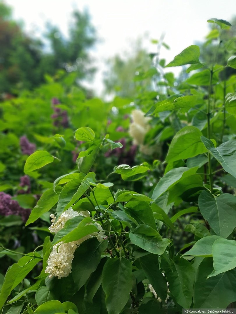 Майская ботаника и Келли — Куклы Mattel (Маттел) разное: Enchantimals