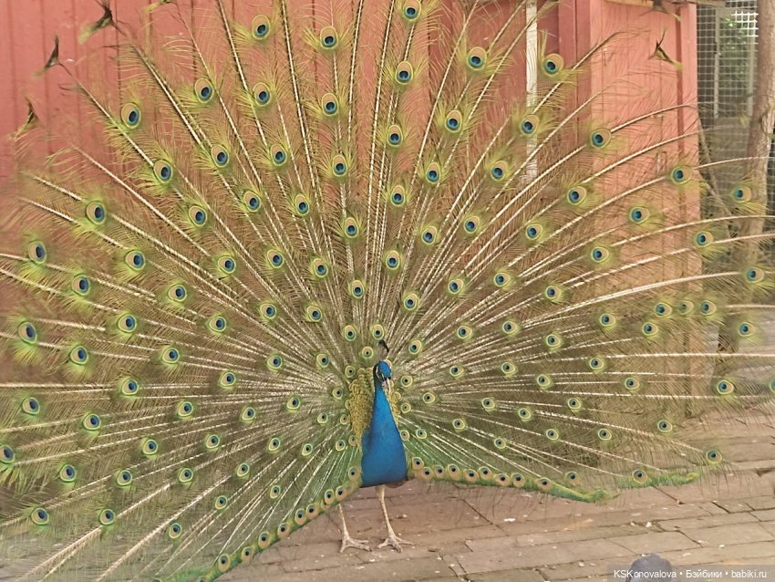 ПЕШКОМ. Тайна усадьбы Кусково