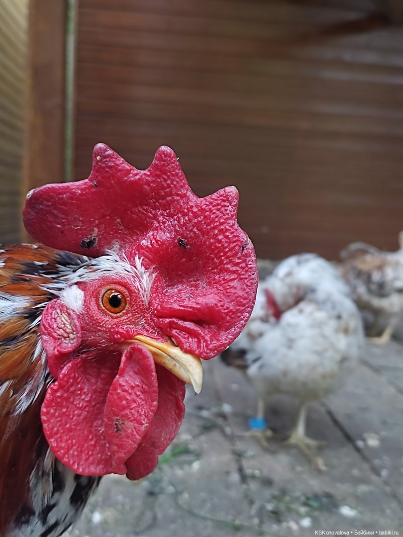 Уроки живой природы... и не только