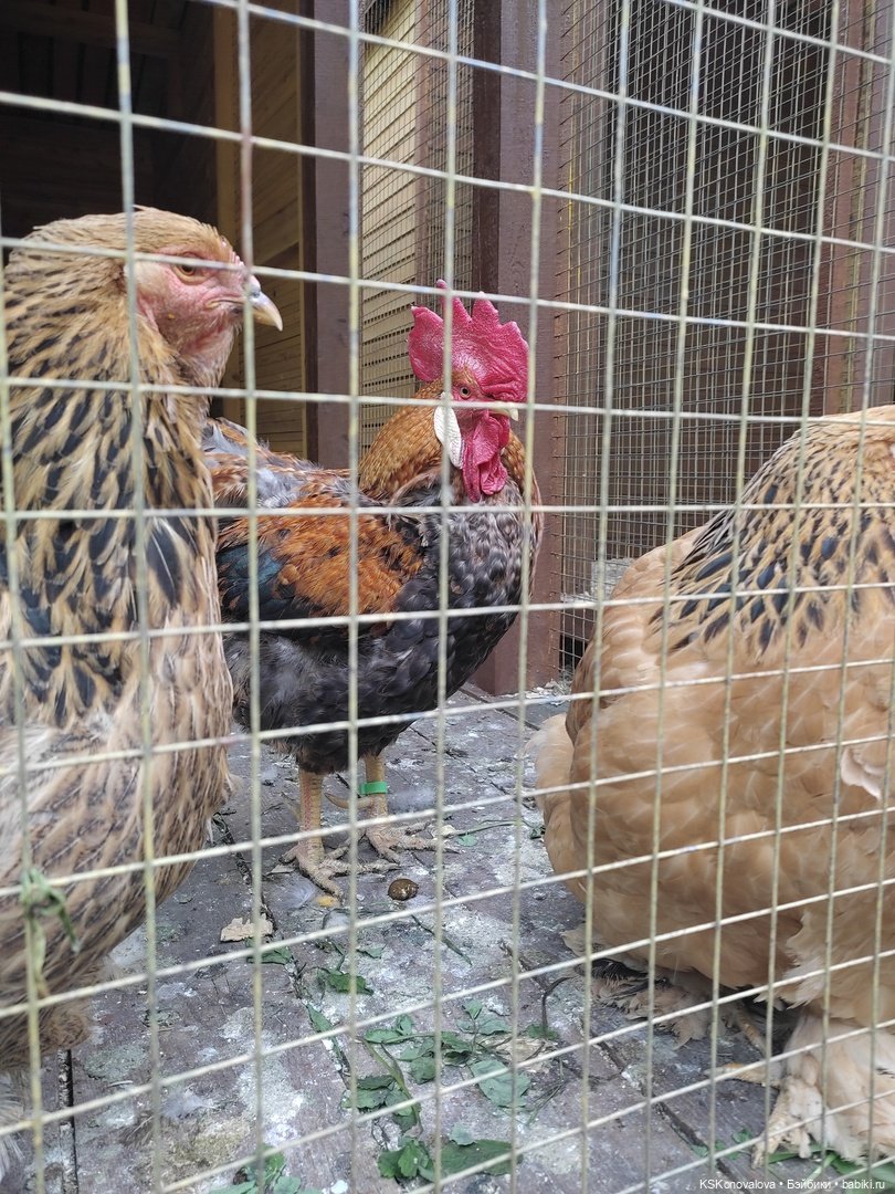 Уроки живой природы... и не только (фото 8)