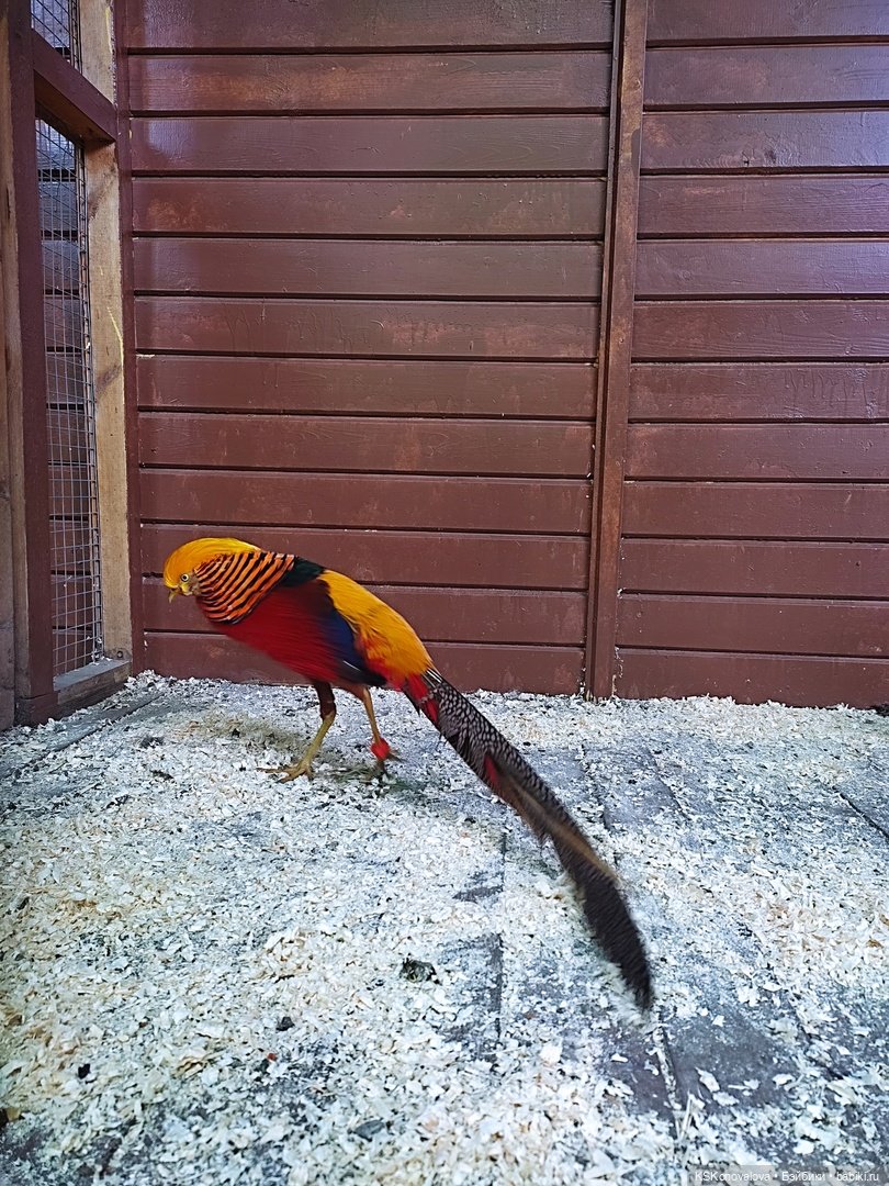 Уроки живой природы... и не только