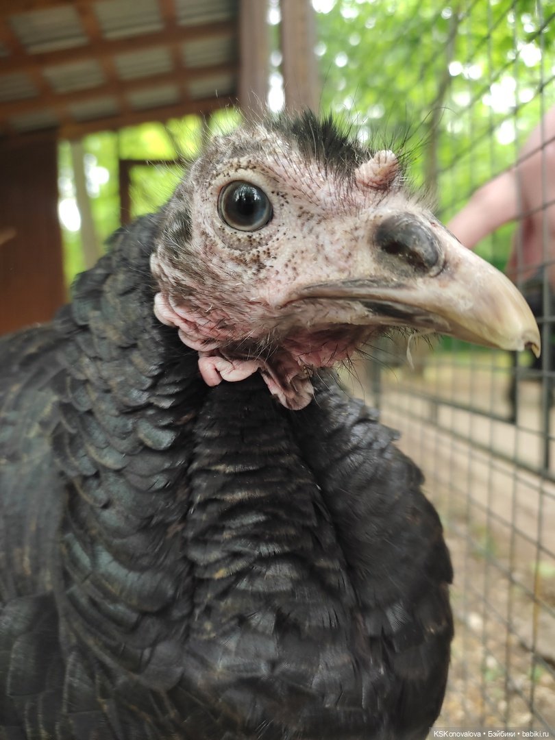 Уроки живой природы... и не только