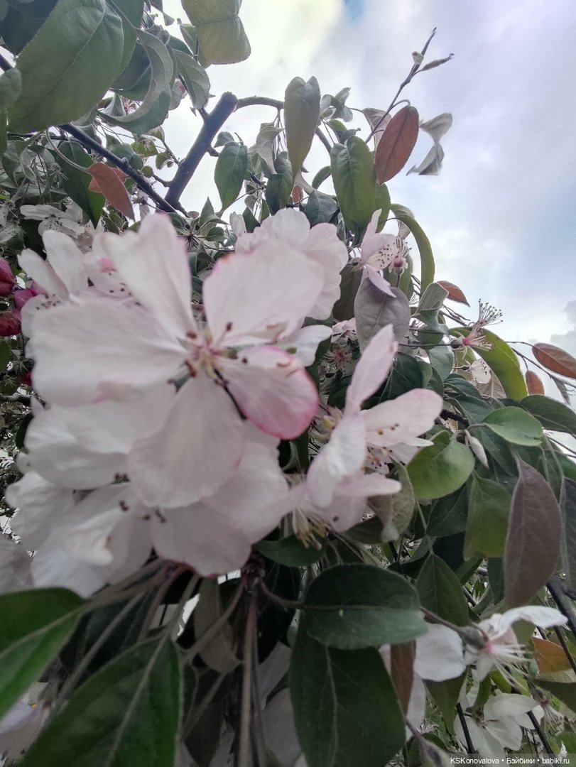 Майская ботаника (немного музыкальная) и Келли. Часть 2 (фото 3)