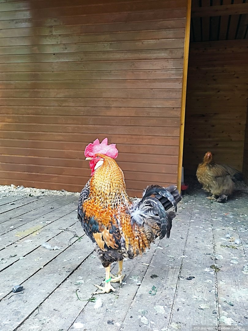 Уроки живой природы... и не только