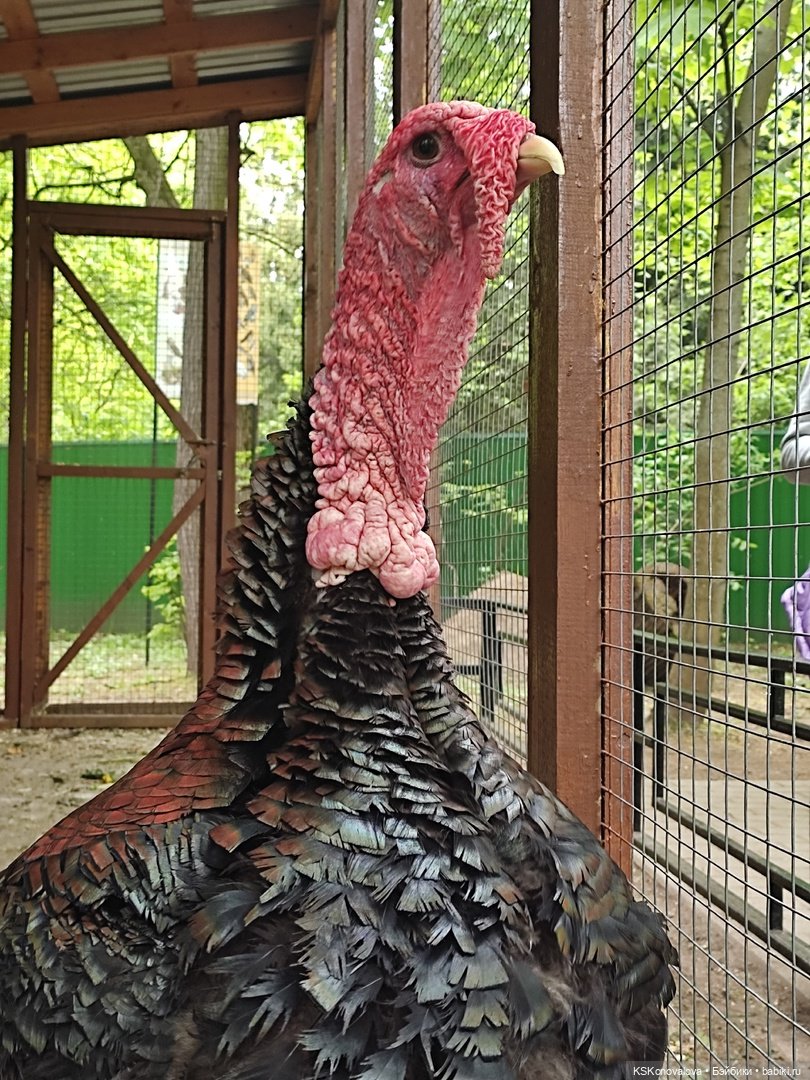 Уроки живой природы... и не только