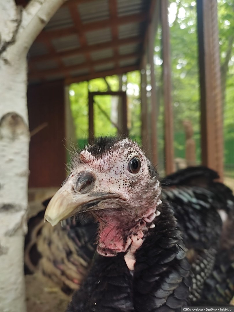 Уроки живой природы... и не только