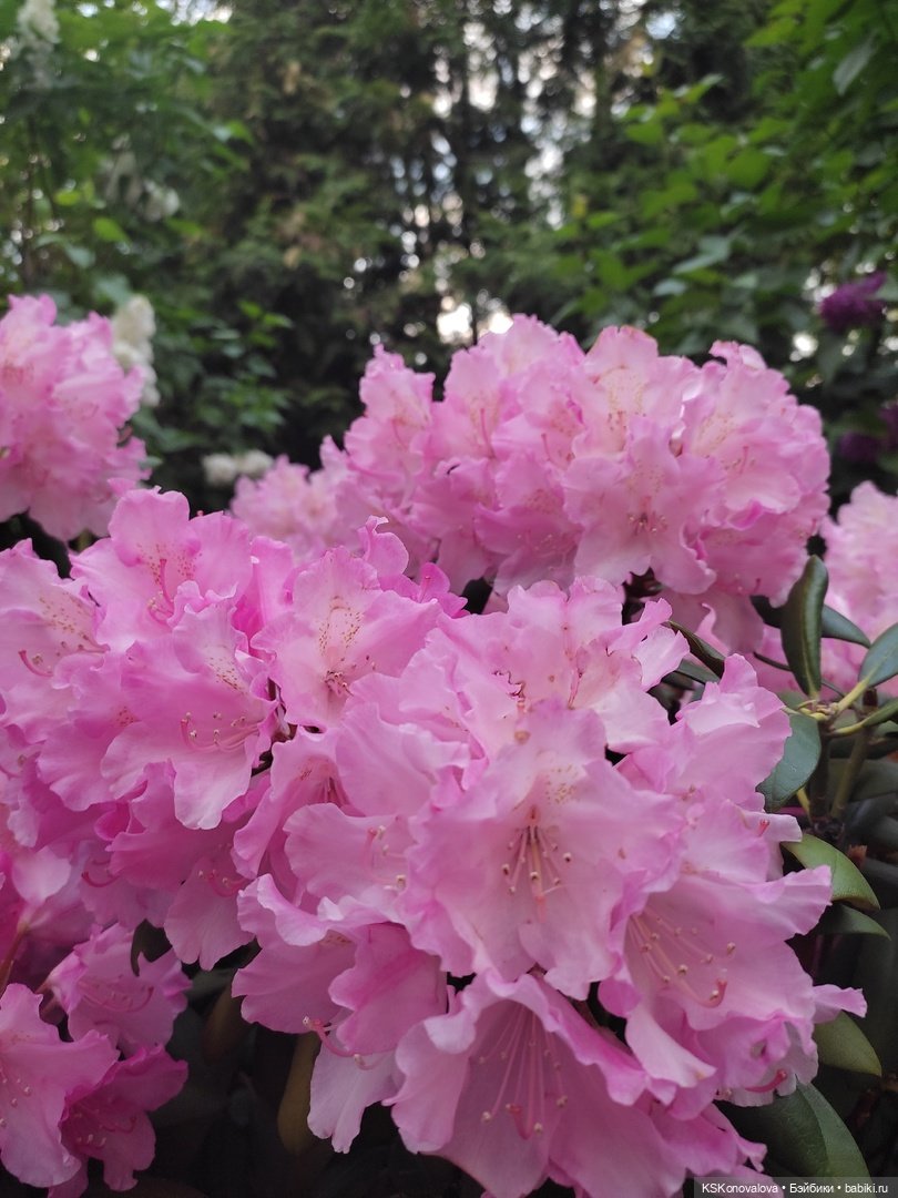 Майская ботаника (немного музыкальная) и Келли. Часть 2 (фото 9)