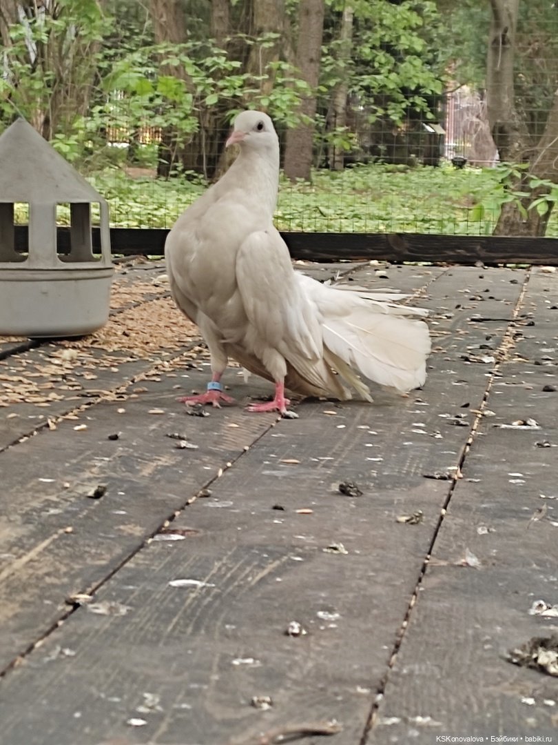 Уроки живой природы... и не только (фото 4)